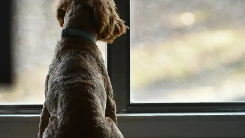 What Sheldrake's Jaytee Experiments Revealed About Dog Telepathy